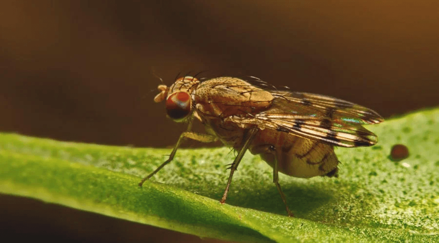 5 Simple Fly Traps to Get Rid of Fruit Flies - Bluu